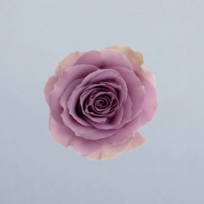 Purple Sky_boven