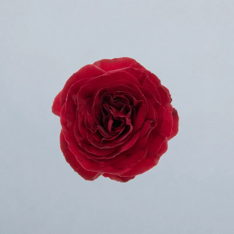 Red Trendsetter_boven