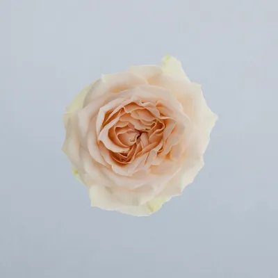 Rosanella®