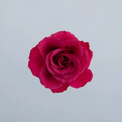 Roseberry®