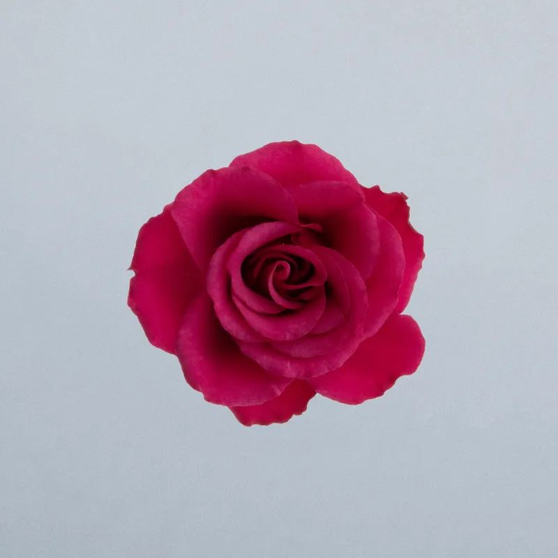 Roseberry_boven