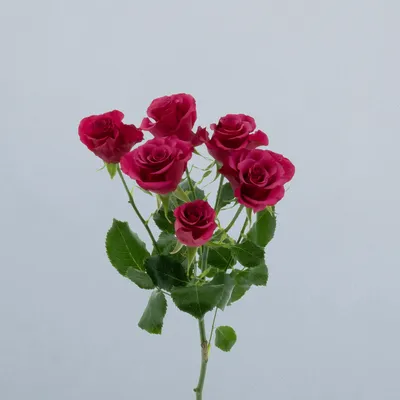 Roseberry_voor