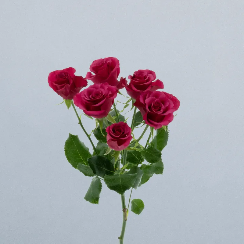 Roseberry_voor