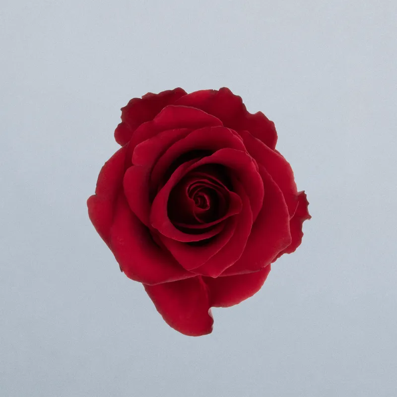 Royal Class_boven