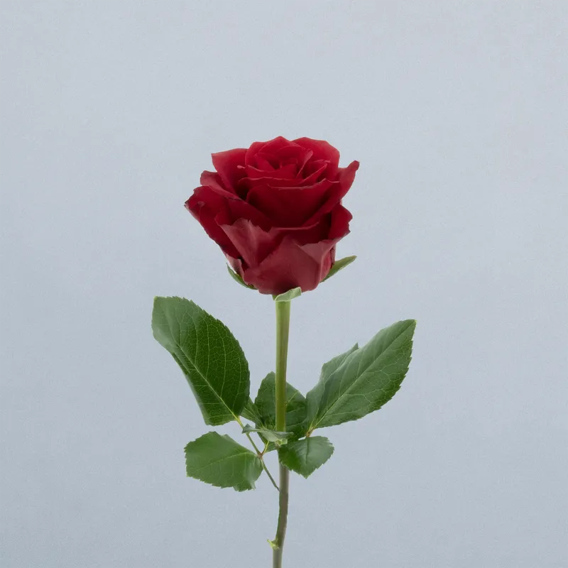 Royal Class_voor