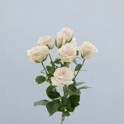 Royal Porcelina_voor2