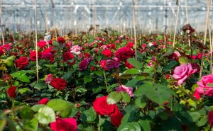 Rozen selectie Interplant Photo