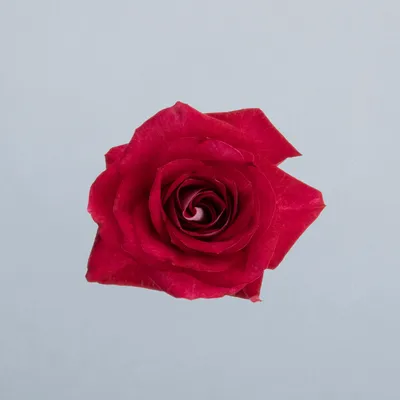 Rubyella®