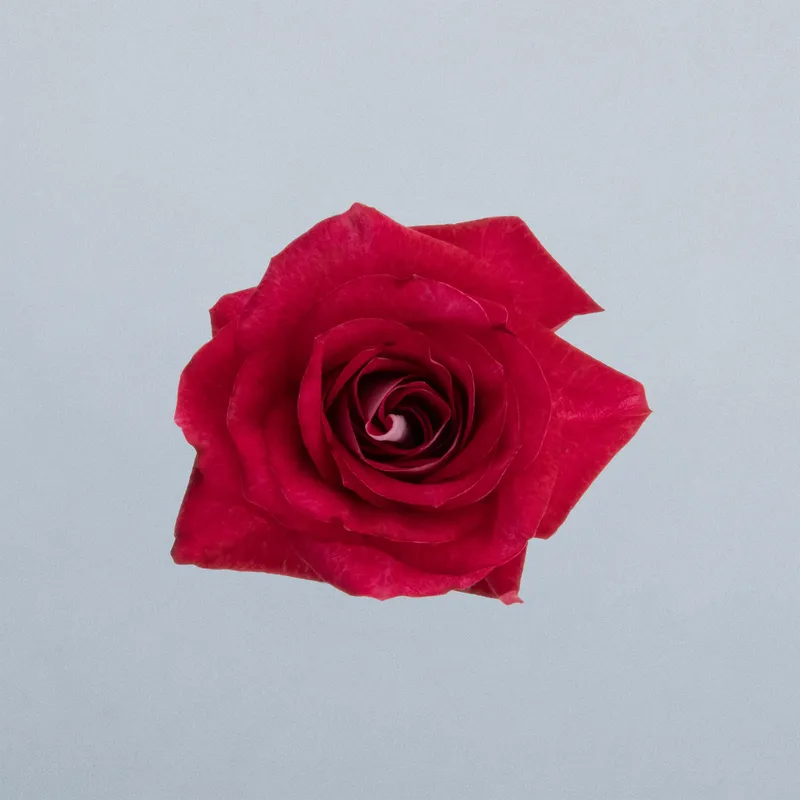 Rubyella_boven