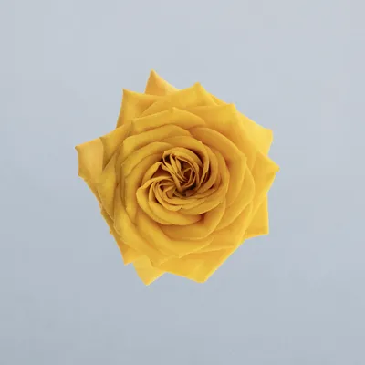 Saffron Smile®