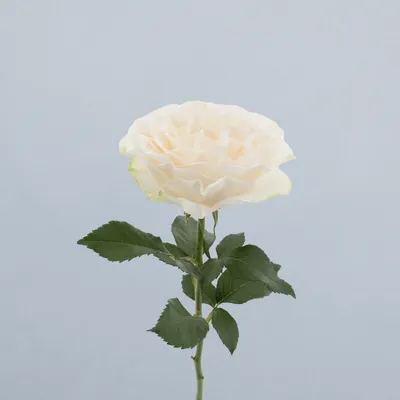 Scentorini_voor