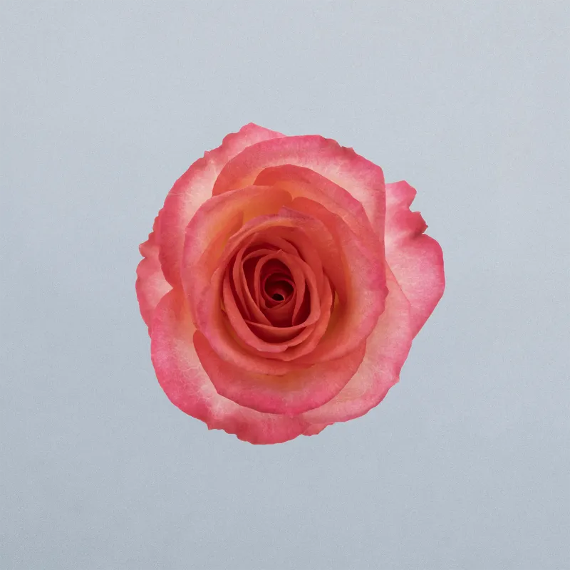 Summer Dance_boven