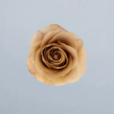 Symbol®