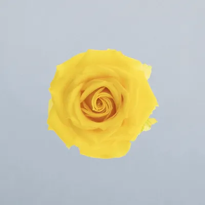 Tarantella_boven