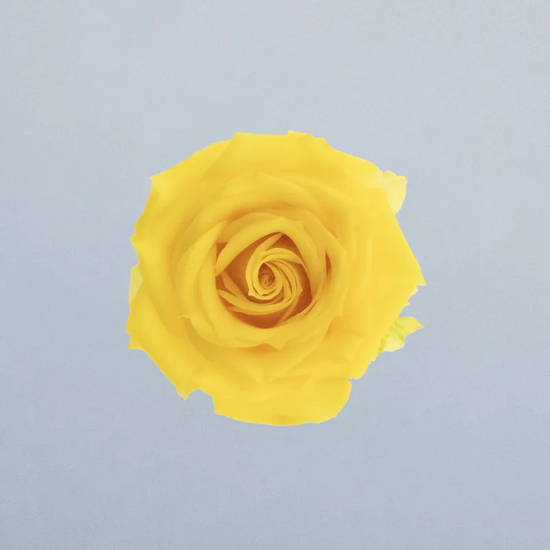 Tarantella_boven