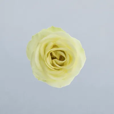 Wedding Invite®