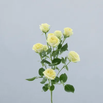 Wedding Invite_voor