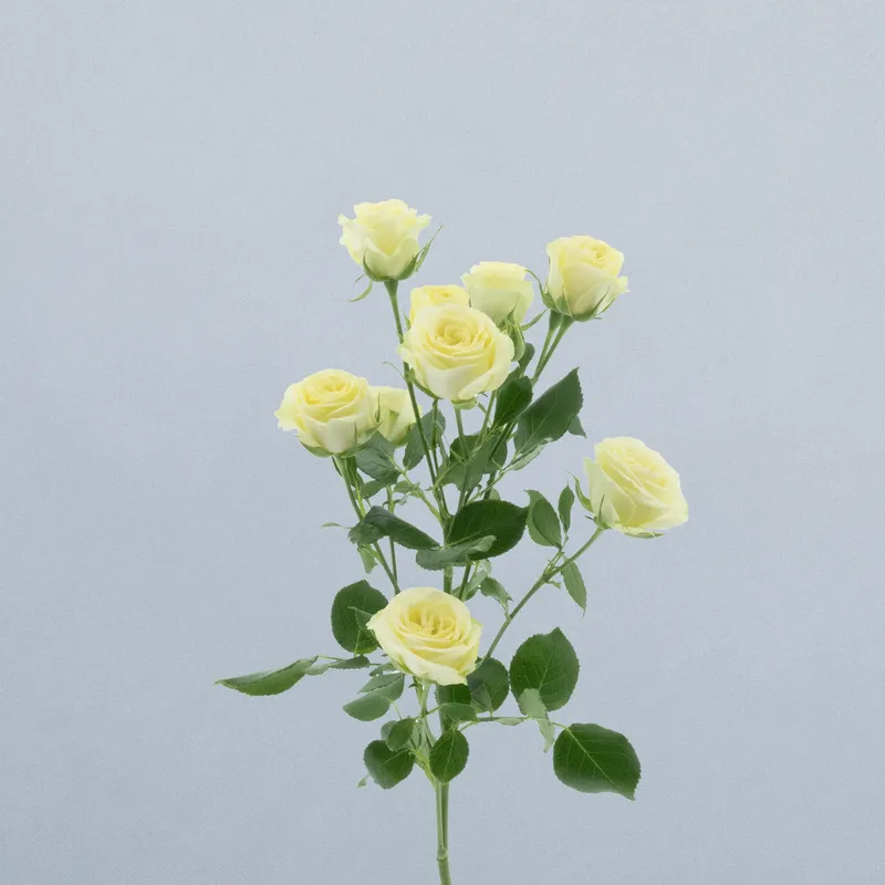 Wedding Invite_voor