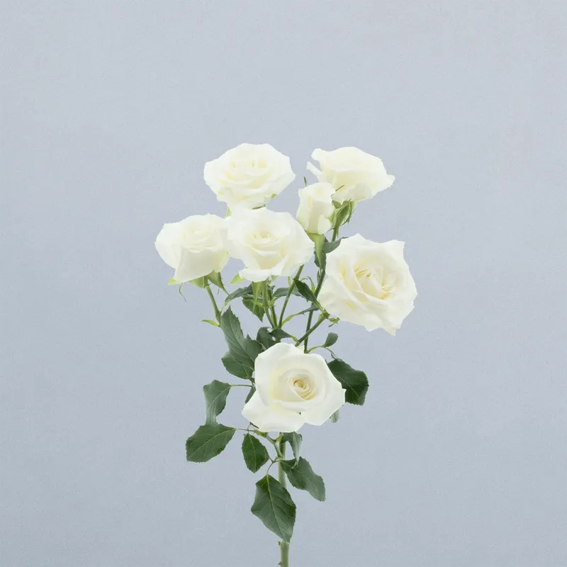 Wedding Party_voor