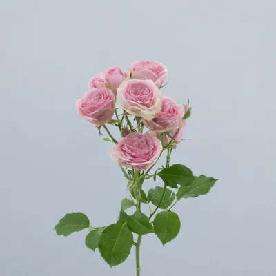 Yvette_voor 2