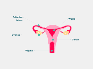 Female reproductive system