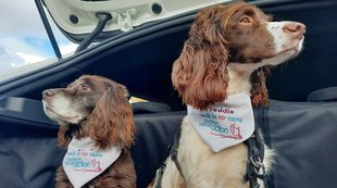 Pawsome work: Freddie and friend fundraising as part of the GreenAcres team