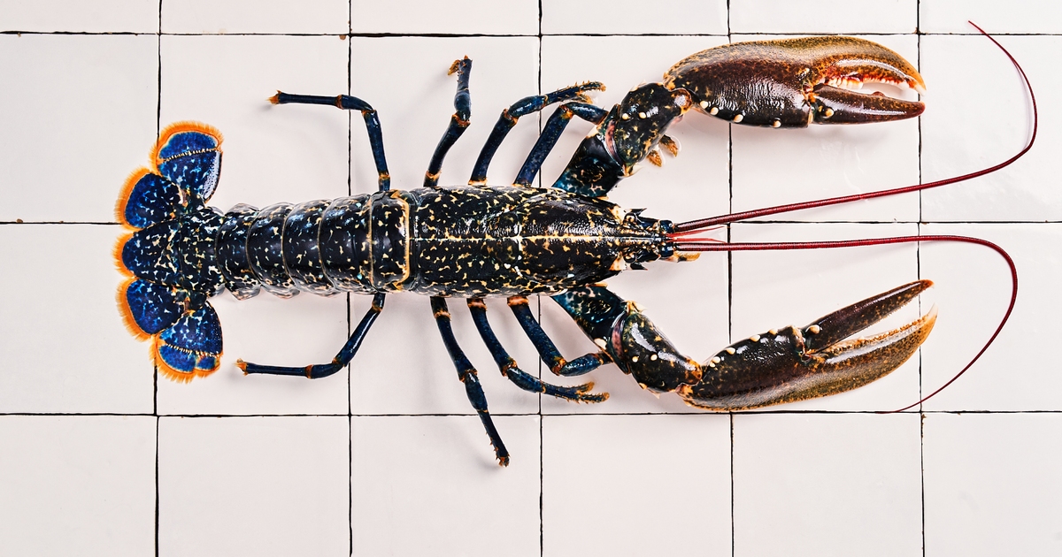 Comment cuisiner le crustacé ? - Annuweb PAGE