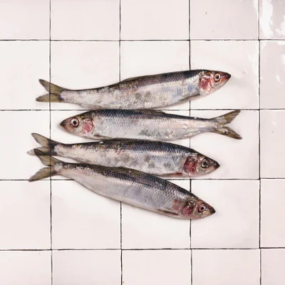 Le poisson bleu typique du grand Nord.  Bruno est l'un des rares pêcheurs du réseau à pouvoir le capturer au filet à ...