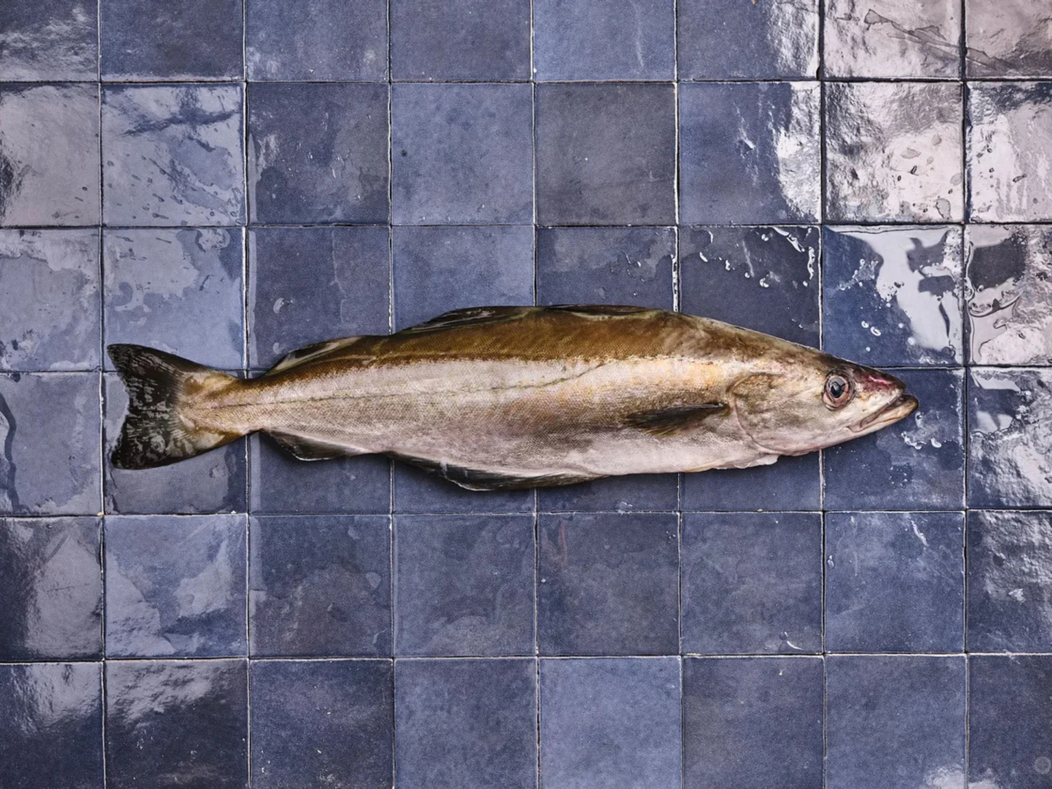 La carte cadeau Poiscaille, plus forte que le parrainage