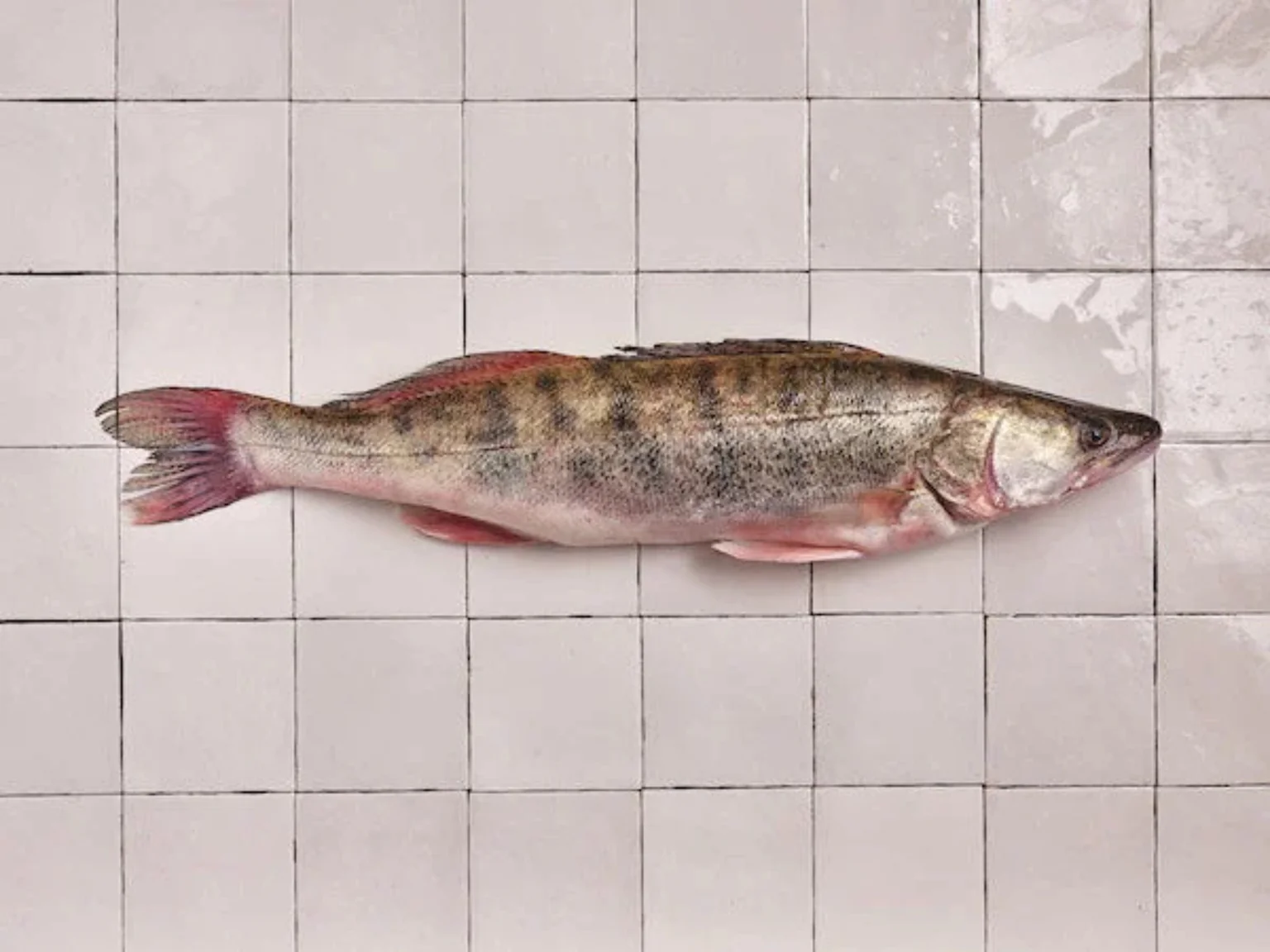 Le sandre présent en zone maritime, lors des crues hivernales.