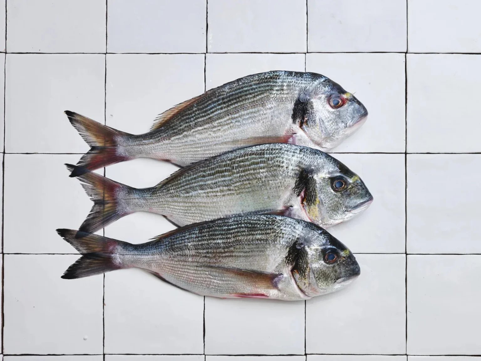 Les daurades royales sont encore à Arcachon, de bonne augure pour les années à venir !