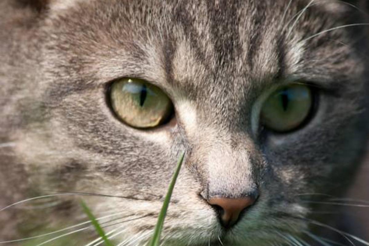 Steriliseren + chippen van kat