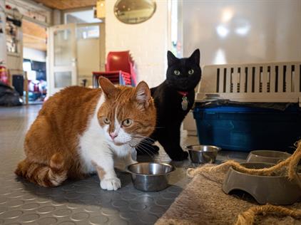 Te huur: Enschede / €355,00 p.m. / 14,00m2