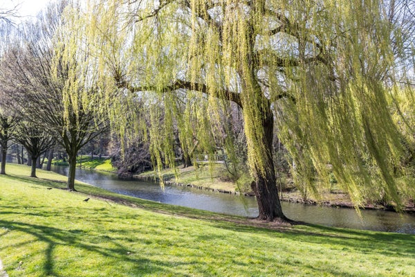 For rent: Rotterdam / €1450.00 p.m. / 91.00m2