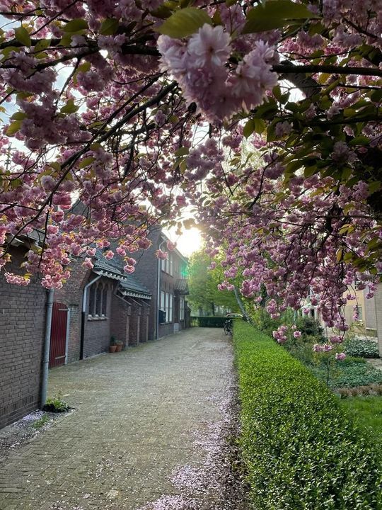 For rent: Breda