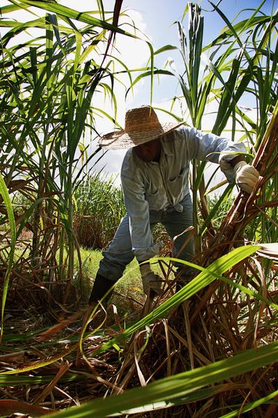 Picture of sugarcane growing