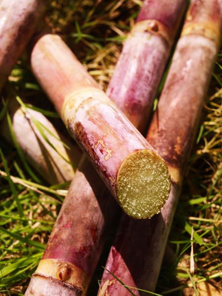 Picture of sugarcane growing