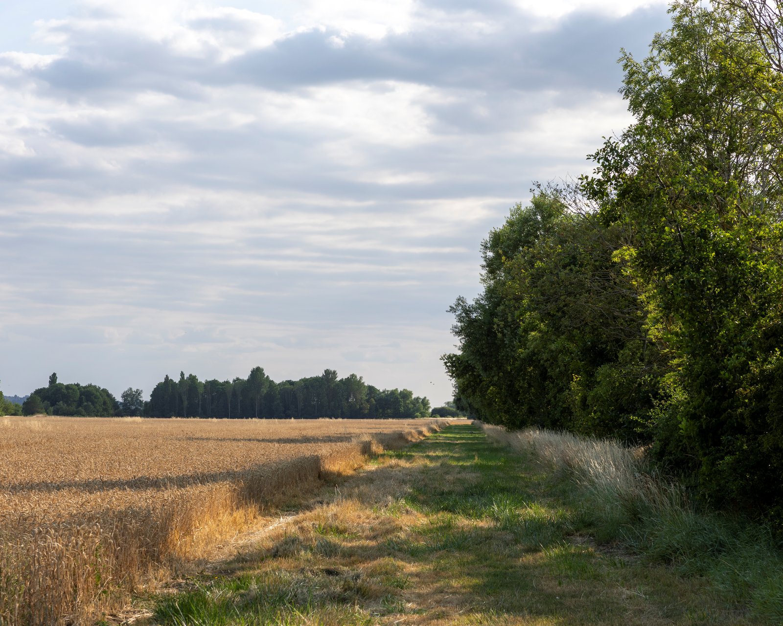 trees on a river bank next to a standing crop
