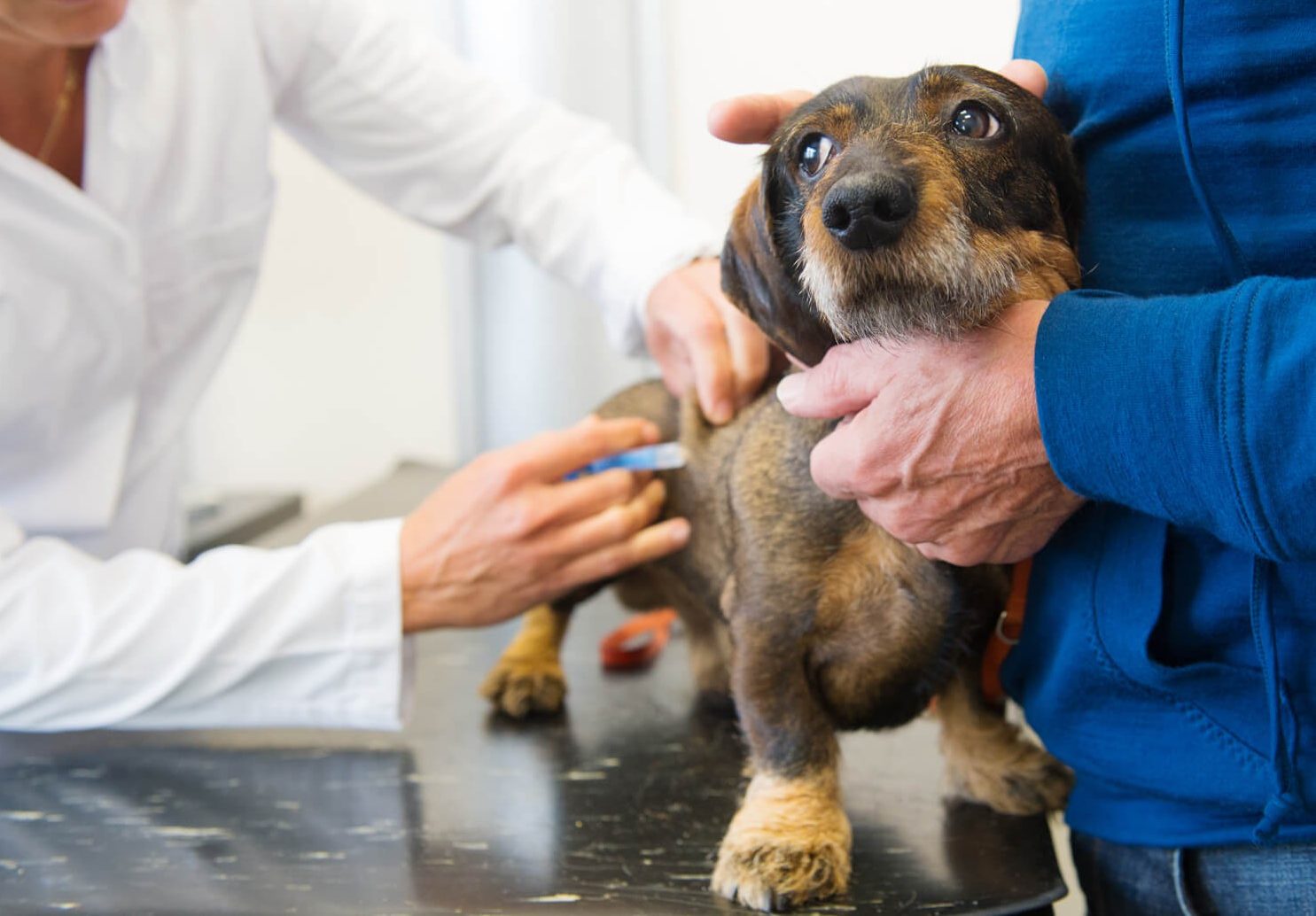 Вакцины против бешенства для собак