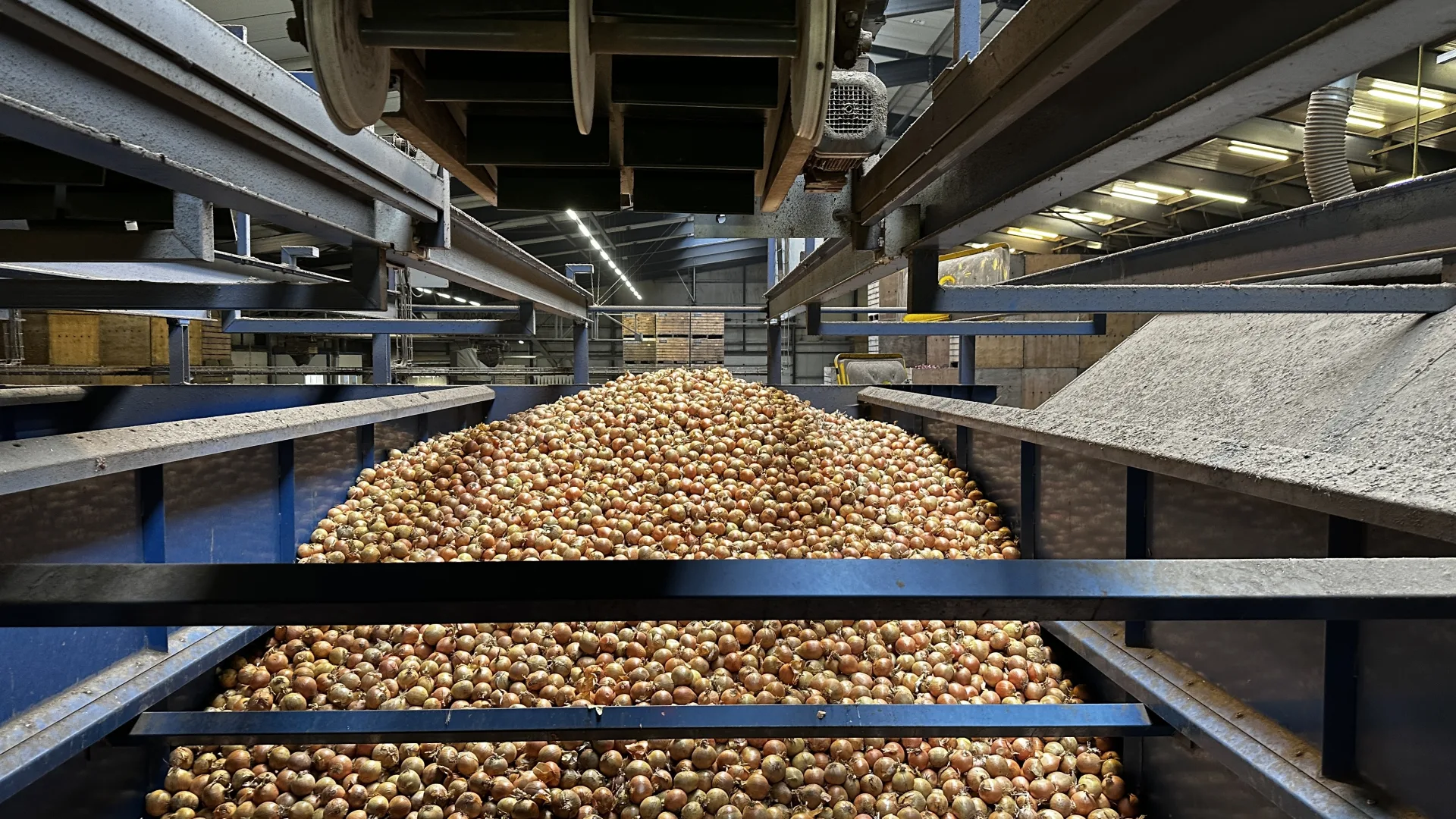 Grote conveyor belt vol uien op een agrarische sorteer- en verwerkingslijn in een productiefaciliteit