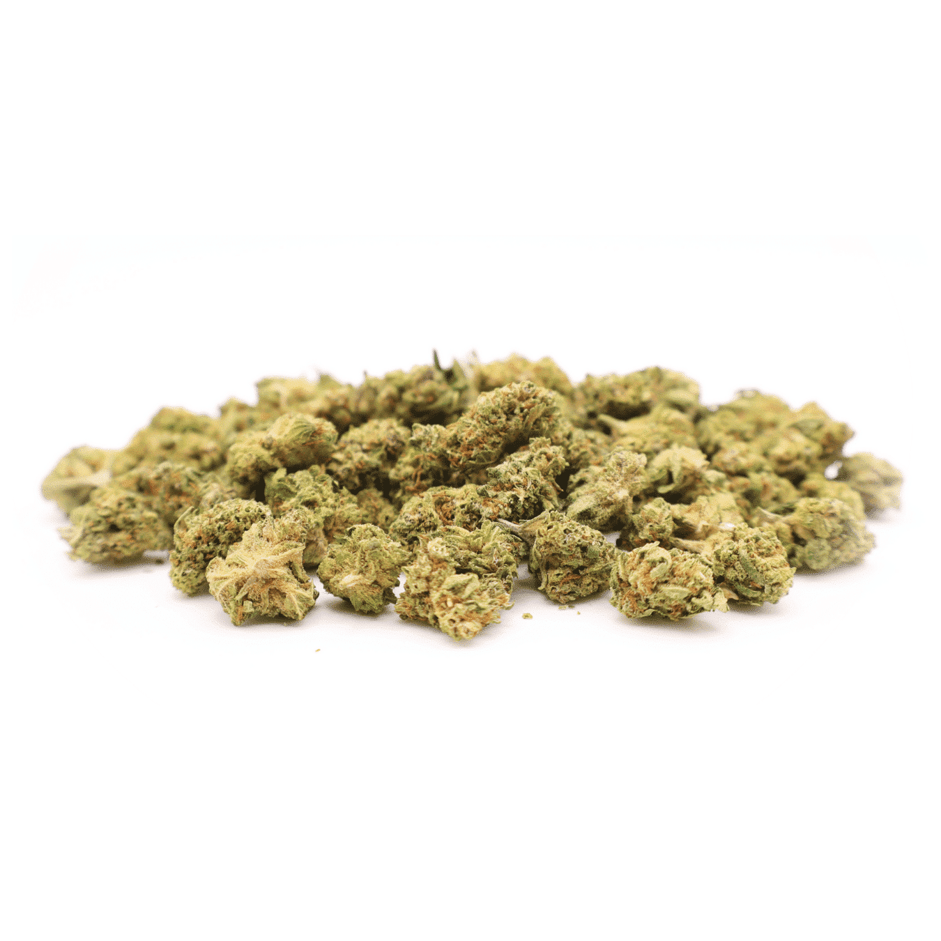 MINI BUDS INDOOR - ORANGE SHERBET