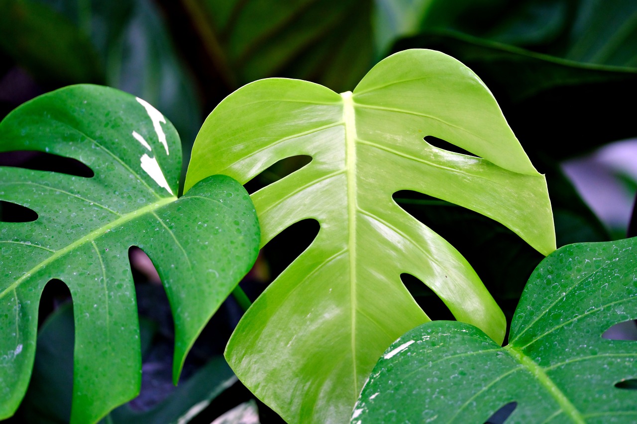Monstera deliciosa M