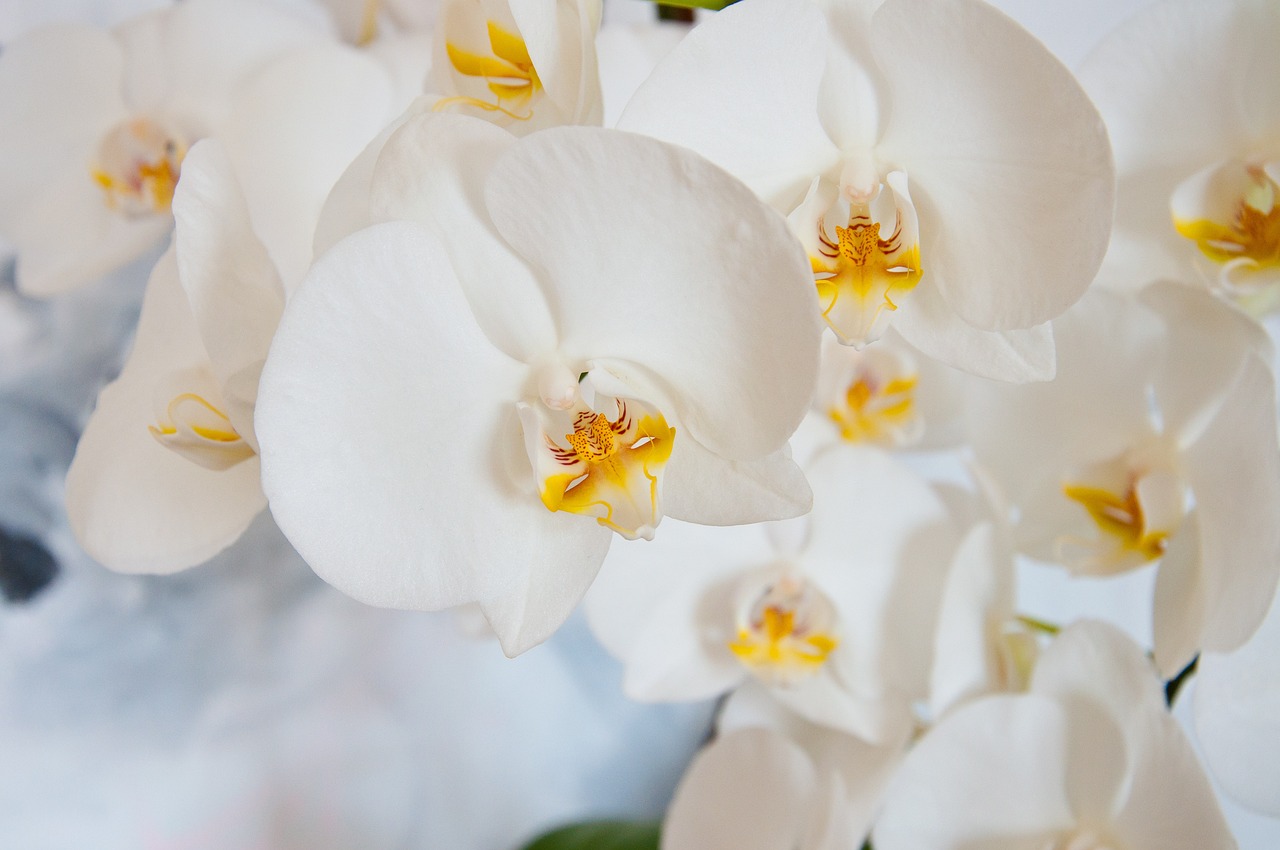 Orquídea phalaenopsis