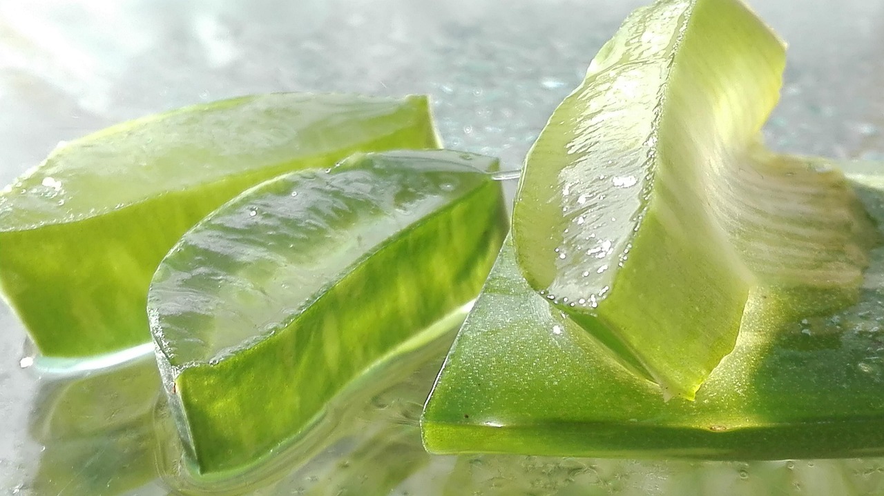 Aloe vera M