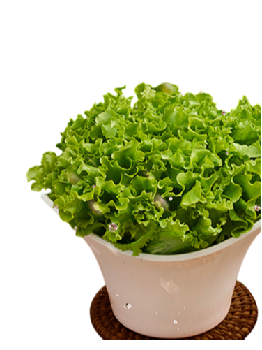 Lechuga