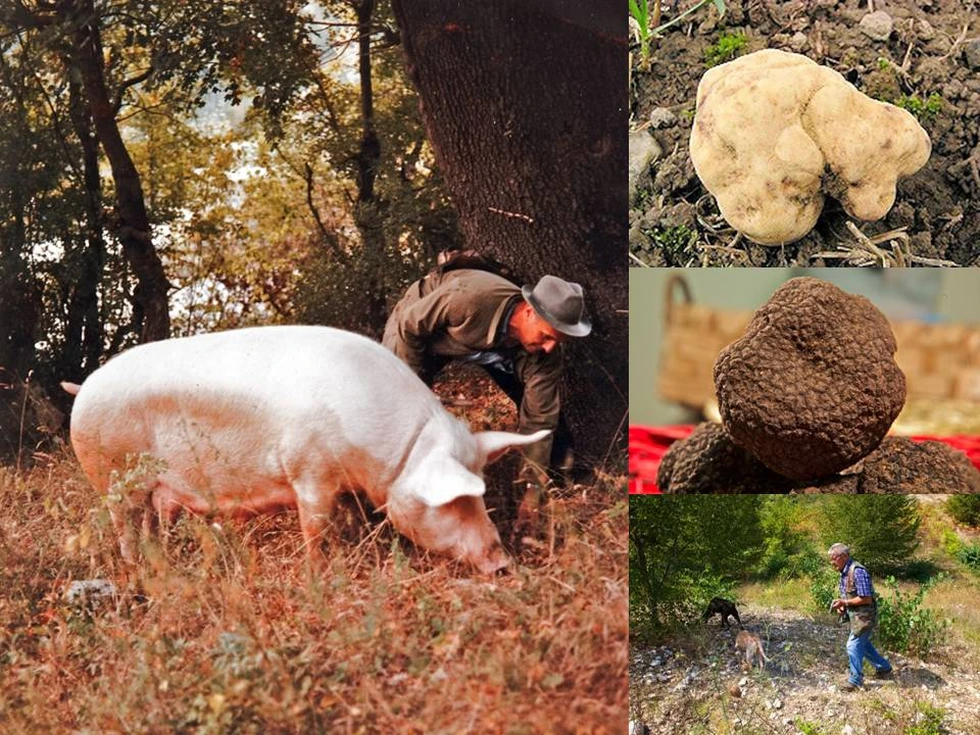 Una experiencia curiosa: la recogida de trufas con cerdos y perros