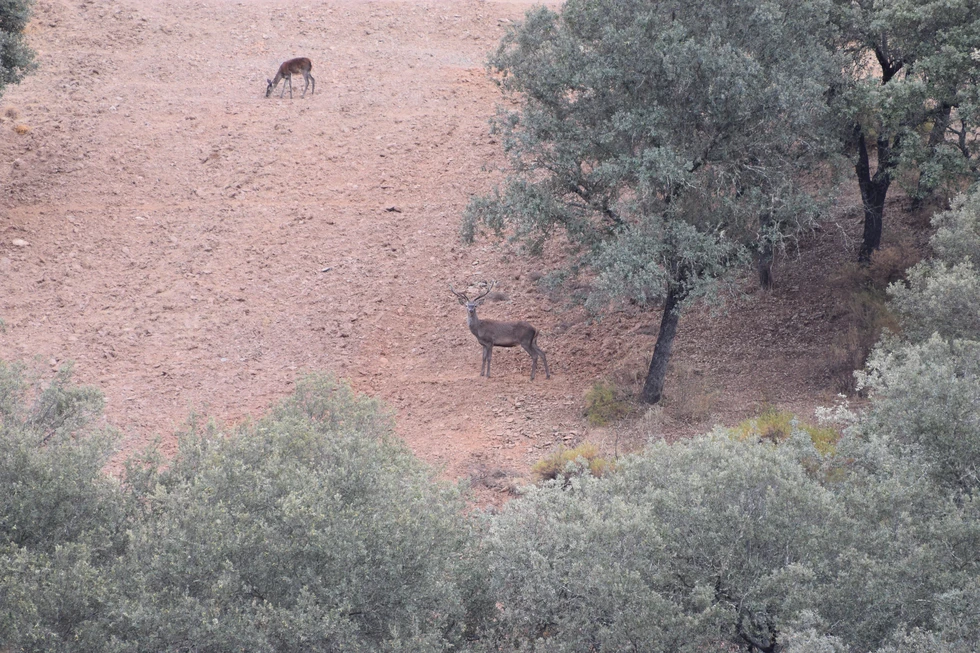 La "Berrea" del Ciervo, naturaleza a la vuelta de la esquina