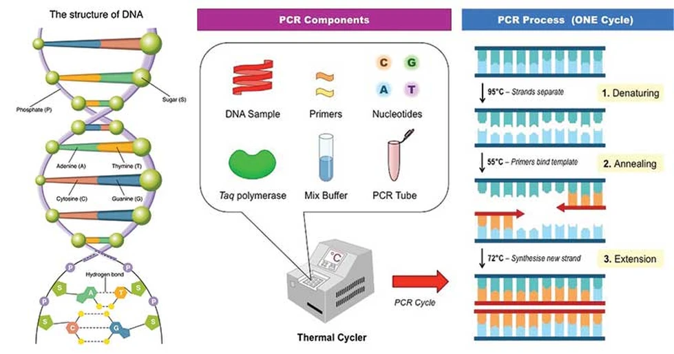 Detección del COVID-19: prueba de la RT-PCR