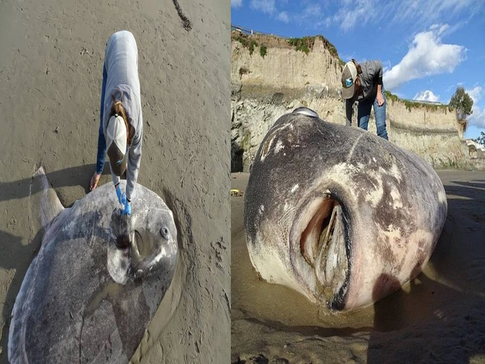 El extraño pez de California...