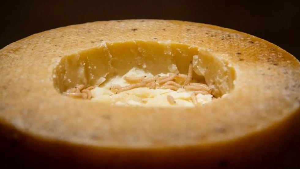 ¿Qué tal un trozo de queso italiano (con gusanos)?